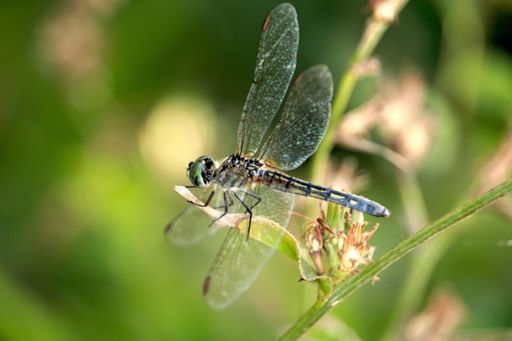 a macro shot of a dragonfly