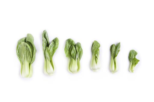 A closeup shot of green chongming vegetables isolated on white background