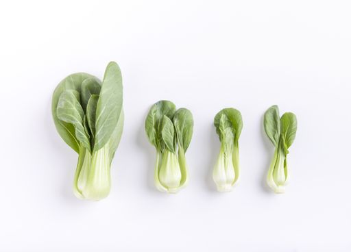 A top view of various bak choy isolated on a white background