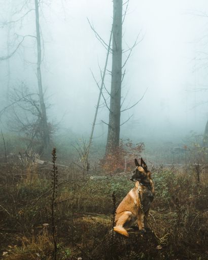 A beautiful Belgian Shepherd relaxing in a dark forest surrounded by pale mist and dead trees in the autumn