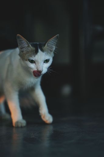 A vertical shot of a cute white kitten walking and searching for food