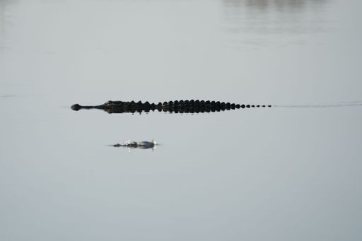 An alligator swimming in the water in Sarasota, Florida, USA