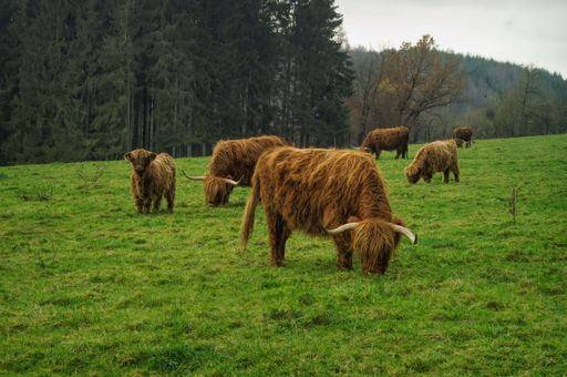 A herd of longhorn Highlander cows grazing in a green meadow