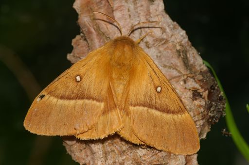 A macro shot of Oak Eggar (Lasiocampa Quercus)