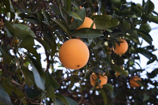A closeup of ripe oranges on trees in a garden with a blurry background