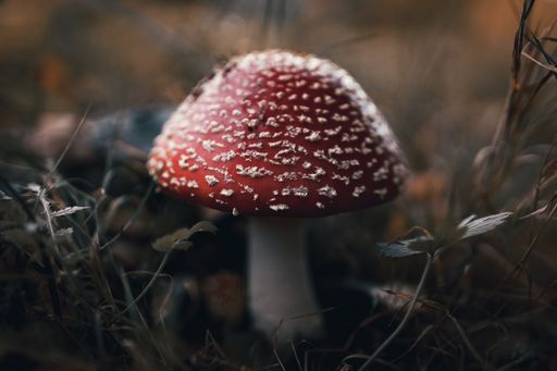 A closeup of growing  Amanita muscaria mushroom