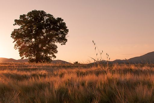 A big walnut tree in a field at sunset