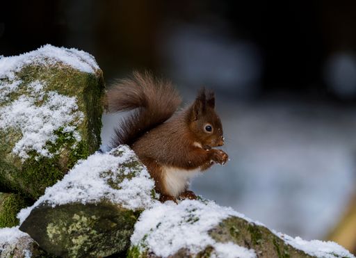 A closeup shot of a brown squirrel chewing on a nut on snowy rocks