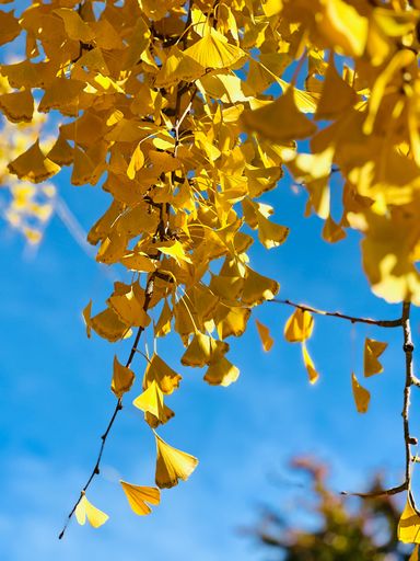 A low angle shot of a twig of a tree with beautiful yellow leaves against the blue sky