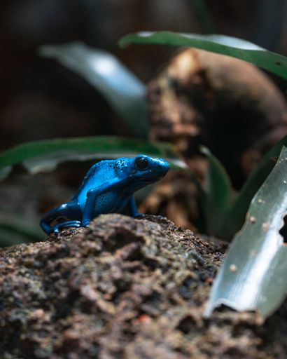 A vertical shot of a Blue poison dart frog sitting on the soily ground