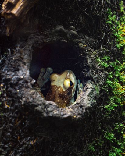 A vertical shot of a White-lipped bright-eyed frog hidding in the mossy tree hollow