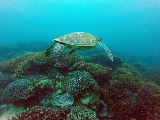 A closeup shot of a huge turtle in the sea in Bali, Indonesia.