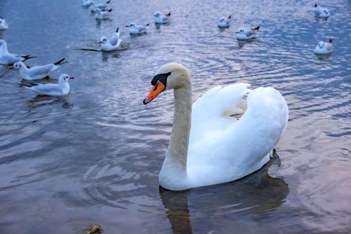 A mute swan with seagulls floating in the water