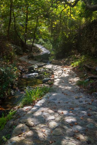 A vertical shot of a trail leading through a beautiful forest