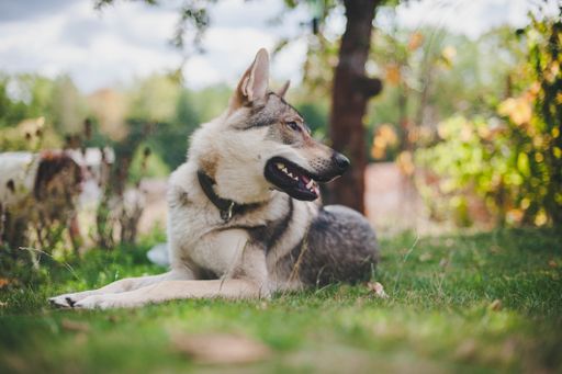 A closeup shot of wolfdog sitting in the garden