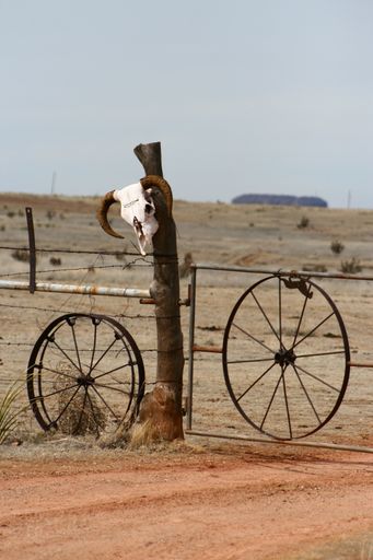 A vertical shot of a cow skull on a fence in a desert area in New Mexico