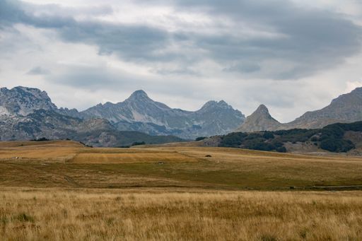 A beautiful landscape scene of the yellow field and the Durmitor mountains in Montenegro