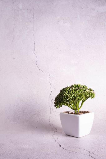 A vertical shot of a small tree on a light background