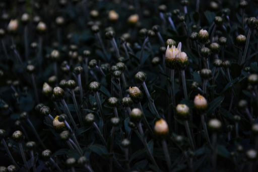 A selective focus shot of young flower buds ready to bloom in the field