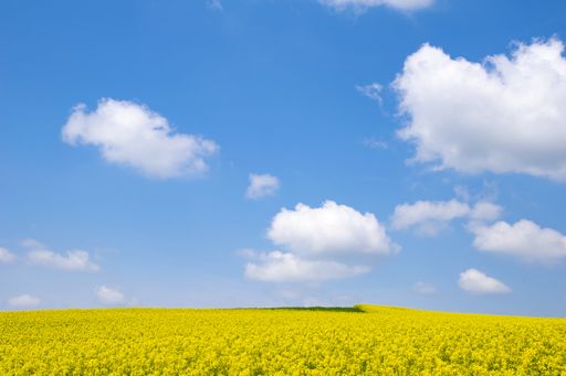 A landscape of yellow rapeseed field with canola flowers under a blue sky