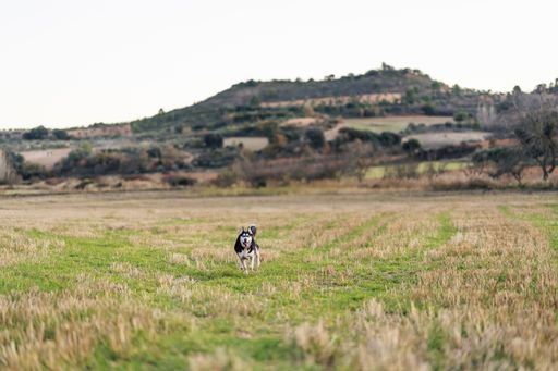 A selective focus shot of a beautiful Siberian Husky in the field