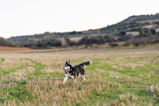 A selective focus shot of a beautiful Siberian Husky in the field