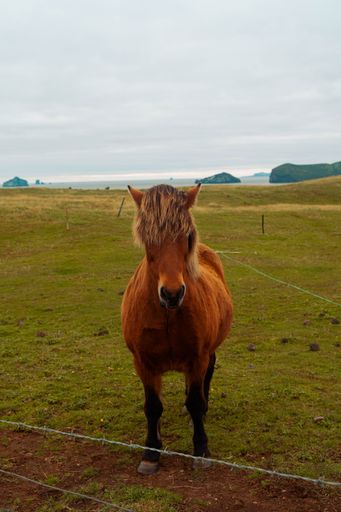 A beautiful brown horse grazing in the mountains
