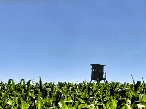 A low angle view of the leaves in the cornfield on a summer day in Grosse Ledder, Germany