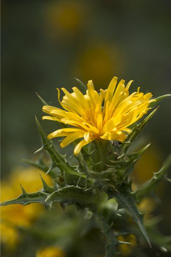 Flower of the Spanish oyster-thistle or the Common golden thistle, Colymus hispanicus, growing on a sand-dune at Ghadira Nature Reserve, Malta,