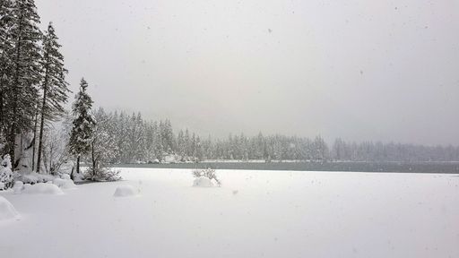 A landscape of pine trees covered with snow near a frozen lake during winter