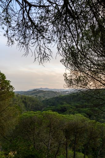 A vertical beautiful shot of a sunset cloudscape over a densely forested area