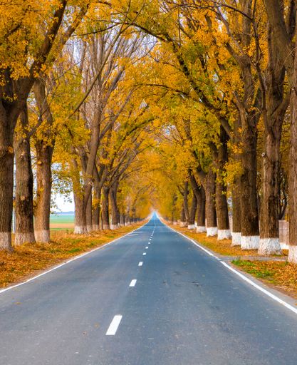 a straight road between yellowed trees, foliage
