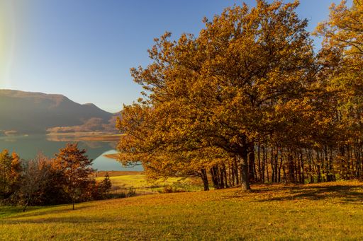 A field covered in trees and dried leaves with a lake on the background under the sunlight in autumn