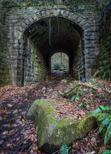 A vertical shot of fallen leaves and mossy rocks in front of a tunnel
