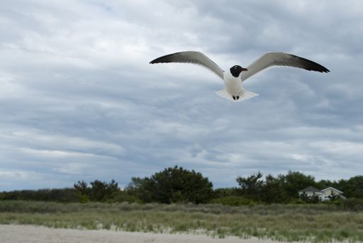 A laughing gull flying over a field covered in houses and greenery under a cloudy sky