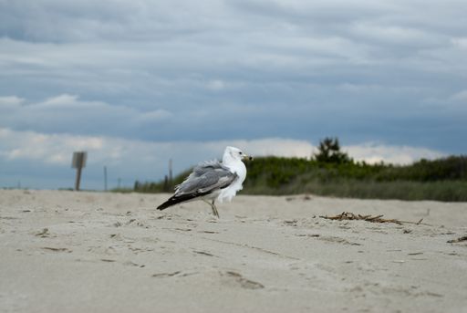 A Western gull standing on a beach with greenery under a cloudy sky on the blurry background