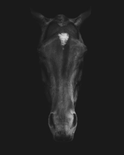 A grayscale closeup shot of a horse head