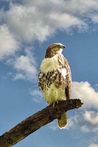 North American red-tailed hawk (Buteo jamaicensis) perched on tree branch isolated against blue sky. This predatory bird is searching for prey.
