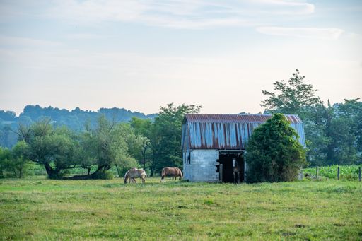 The horses grazing near the small barn in a pasture in the countryside