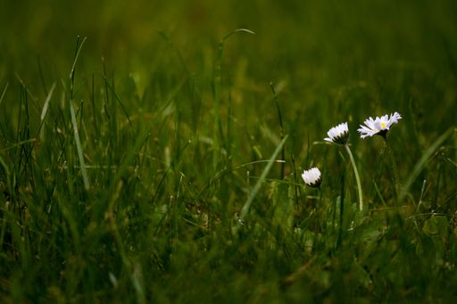A closeup shot of blooming beautiful daisies on a field