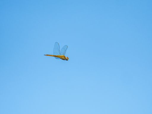 A low angle shot of a dragonfly flying with a clear blue sky in the background