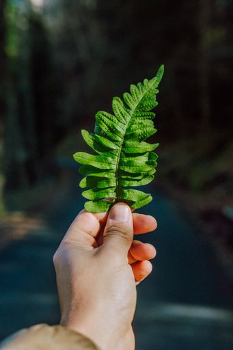 A selective focus vertical shot of a man's hand holding a bright single fresh leaf in a forest
