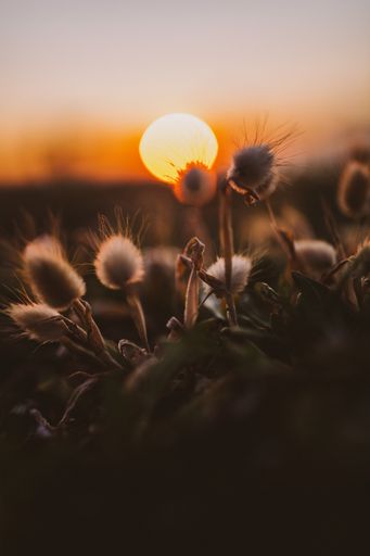 A closeup of exotic plants surrounded by greenery with a beautiful sunset on the blurry background