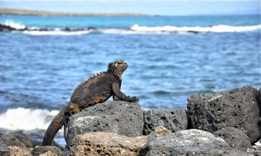 animal lizard wildlife travel flying sea