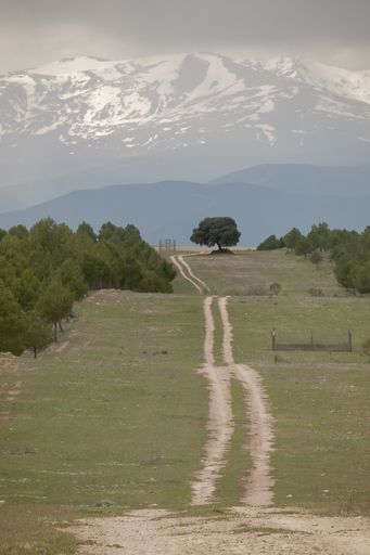 A curvy road in a garden surrounded by trees with mountains covered in the snow on the background