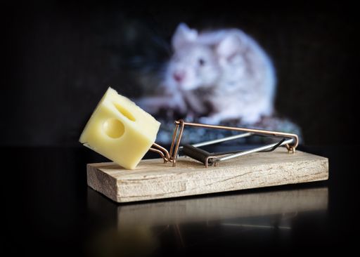 A closeup of a piece of cheese on a mousetrap with a white mouse on the blurry background