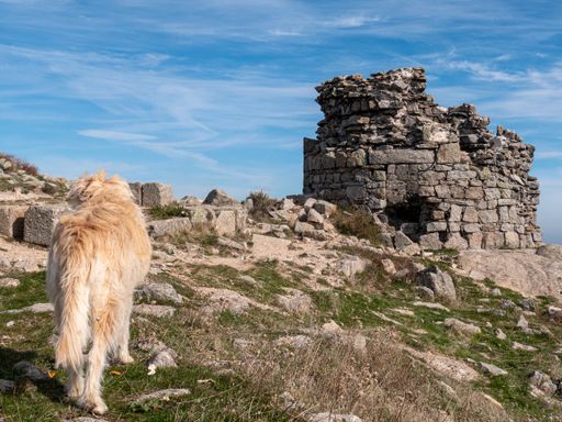 An eye-level shot of a cute furry lovely dog standing near a historical building ruins