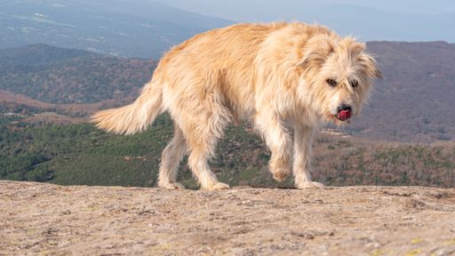 An eye-level shot of a cute furry dog standing having a beautiful nature scene behind