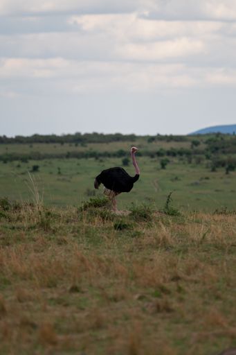 A large ostrich in a field of tall, green grass, gazing out into the distance