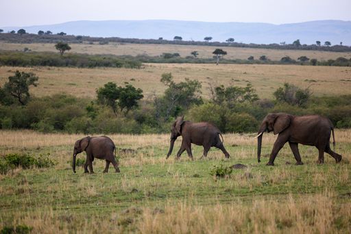An African elephant family of a mother and two calves walking leisurely across a lush grassy field